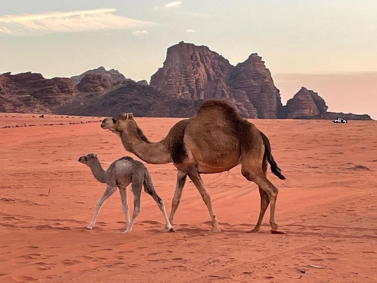 Hotel Orbit Camp Wadi Rum Esterno foto
